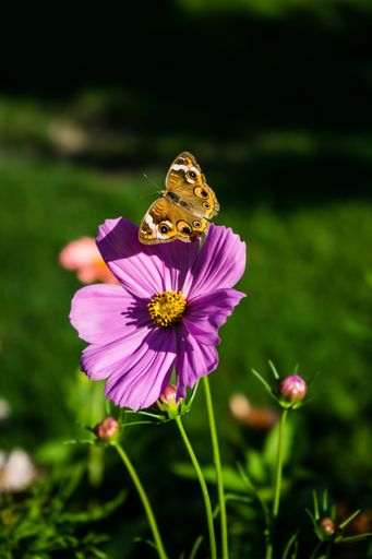 A vertical shot of a common buckeye butterfly perched on a purple flower in a park in sunlight