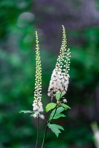A vertical shallow focus shot of white Actaea simplex flowers on blur green background
