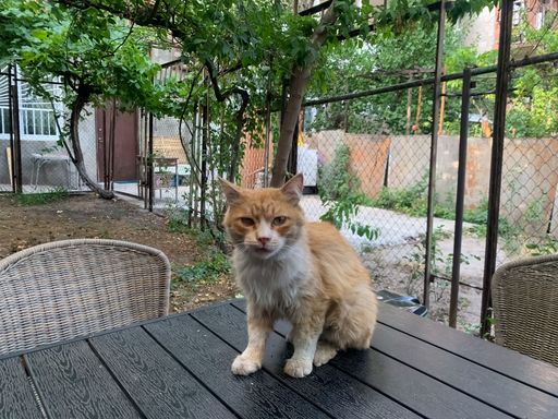 A Maine Coon cat angrily looking at the camera standing on a table in the garden