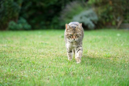 A shallow focus closeup shot of a tabby cat in a field