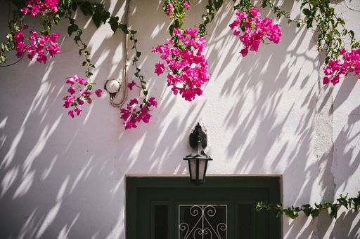 A beautiful shot of bougainvillea flowers growing on the white wall of a building in Paros, Greece