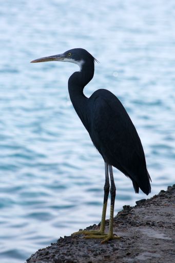 A vertical shot of a black heron bird perched on a stone surface near the water