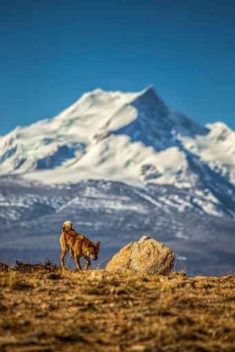 A vertical shot of a Dhole with a background of Shishpangma snowy mountains in Xigaze, China