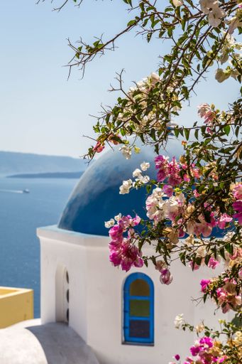 A vertical shot of delicate flowers with a white and blue building at Santorini island in the background