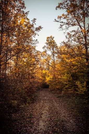 A vertical shot of autumn golden trees in the forest on a sunny day