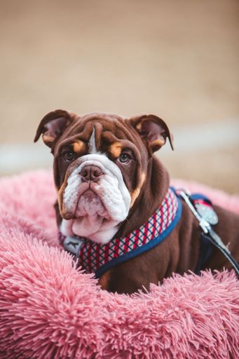 A vertical shot of a brown bulldog laying on a pink fluffy fabric looking at the camera