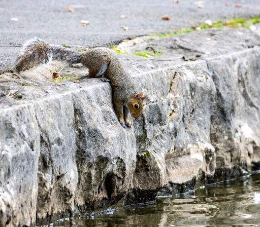 A closeup view of a cute little squirrel looking in the water next to a lake in daylight