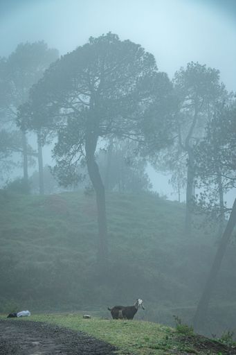A vertical shot of a wild Goat in a foggy mountain Kasauli