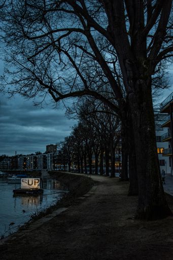 A vertical shot of trees along the sidewalk and a river in Mainz city during a gloomy evening