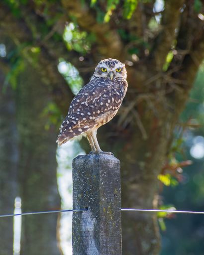 A vertical shot of a burrowing owl on wood under the sunlight with a blurry background