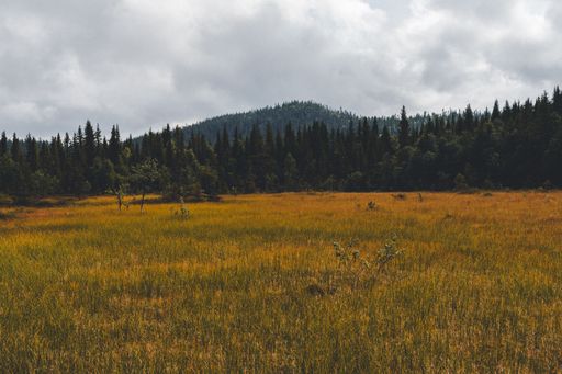 A scenic view of a field against green pine forest in Tjuvaaskampen Hilltop, Totenaasen Hills, Norway