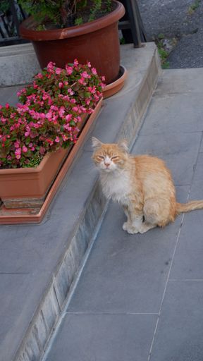 A vertical shot of a ginger cat standing on grey stairs with flowers on them
