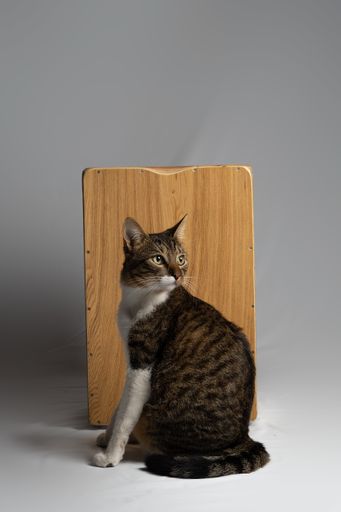 A vertical shot of an adorable domestic cat against a wooden chair on the gray studio