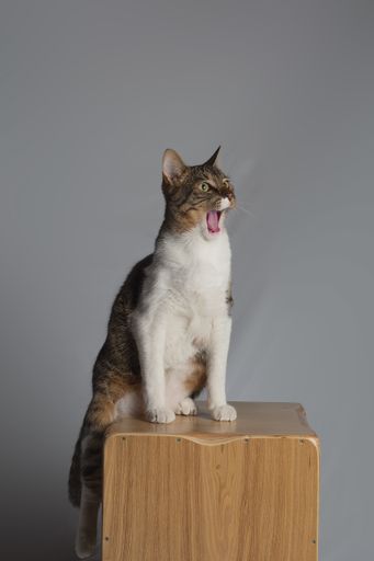 A vertical shot of a funny domestic cat sitting on a wooden chair on the gray studio