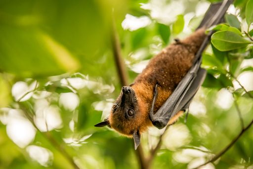 A closeup shot of a little red flying fox bat, hanging upside-down on a tree branch, with green trees in the background