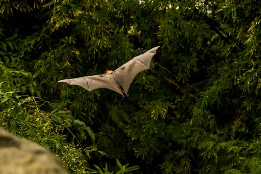 A little red flying fox bat, flying in a Zoo in Denmark, surrounded by green trees