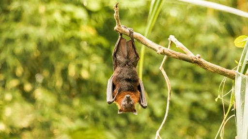 A closeup shot of a little red flying fox bat, hanging upside-down on a tree branch, with green trees in the background