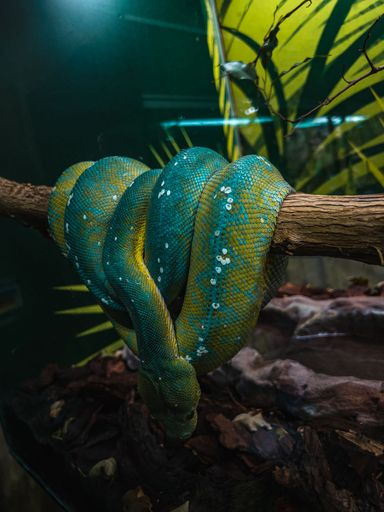 A beautiful closeup shot of an exotic Green tree python on branch in zoo terrarium