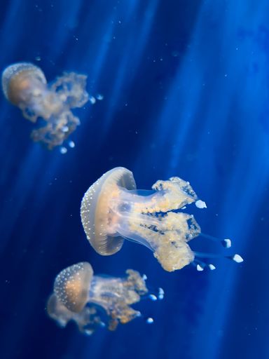 A closeup shot of jellyfishes swimming underwater, illuminated with light on blue background