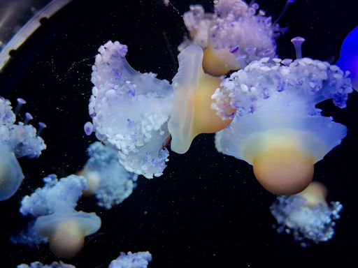 A closeup shot of jellyfishes swimming underwater, illuminated with a blue light on dark background