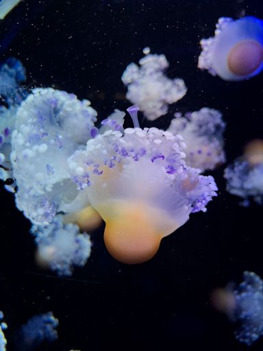 A closeup shot of jellyfishes swimming underwater, illuminated with a blue light on dark background