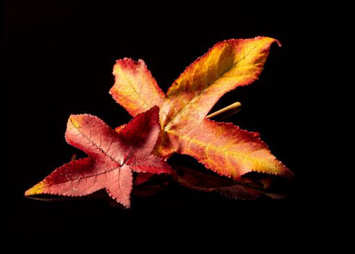differnent leaves of a sweetgum tree (liquidambar) in red, yellow and green on reflecting underground and background in black