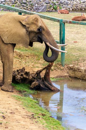 The African forest elephant inside a cage in the zoo