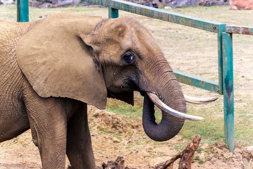 The African bush elephant in a cage in the zoo.