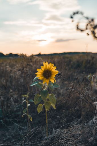 A vertical shot of a common sunflower (Helianthus annuus) in a field at sunset