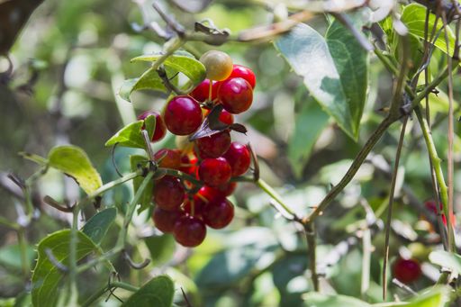 A selective focus shot of Smilax aspera plant with ripe berries