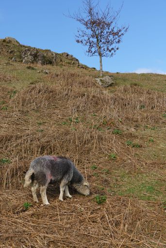 A vertical shot of a grey sheep in the dried field