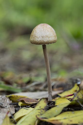 Panaeolus papilionaceus, petticoat mottlegill, a coprophilous mushroom or fungus, growing on horse dung on an uncultivated field. Saqqajja, Malta,