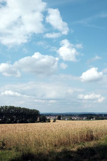 A vertical shot of a grain field under the cloudy sky