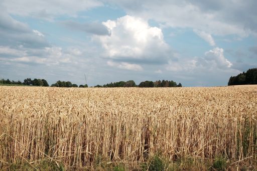 A beautiful view of a wheat farm captured under the sunlight