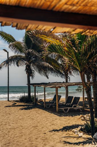 A vertical shot of a sandy beach with palm trees during the day