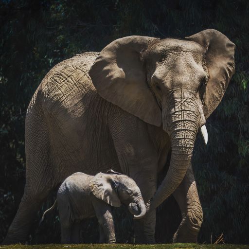 A mother elephant holding baby's trunk and walking in the field on a sunny day