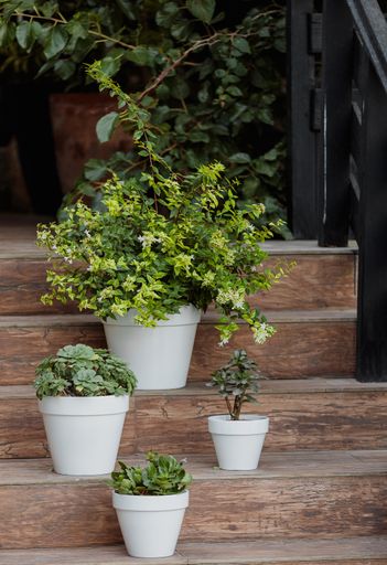 Different plants in pots on the wooden stairs