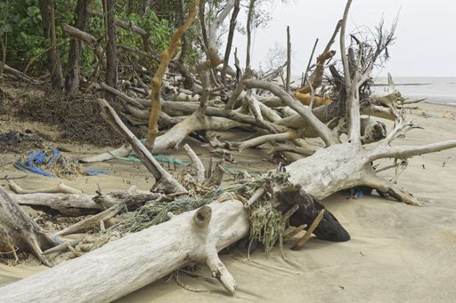 discarded fishing gear and logs washed ashore, north bank of the estuary of Cayenne River, French Guiana