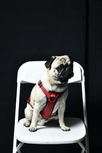 A vertical of a pug dog photographed in a studio wearing red harness against a black wall