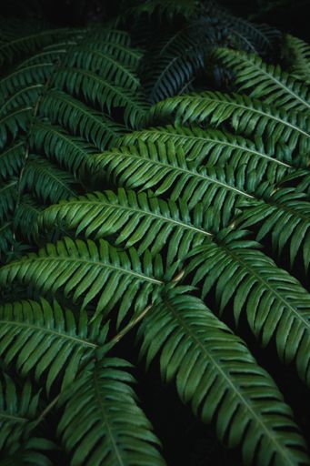 A vertical high angle closeup shot of ostrich fern leaves