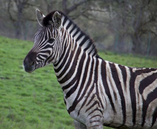 A closeup shot of a zebra standing on grass - Hippotigris