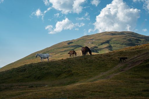 The horses grazing on the green hillside.