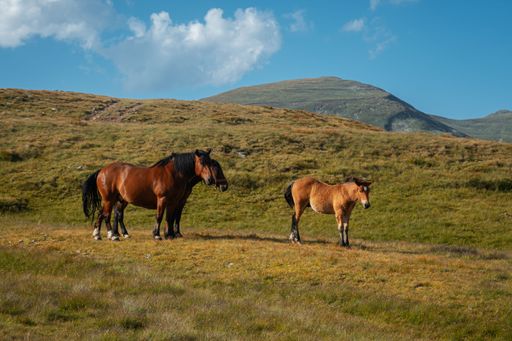 The horses grazing on the green hillside.