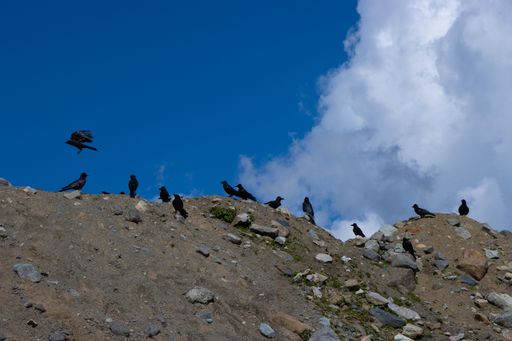 A low angle shot of a flock of black birds on the side of a cliff under a blue sky