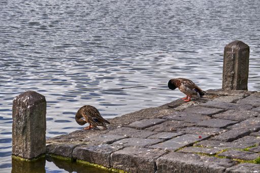 A closeup shot of ducks standing near the pond at daytime
