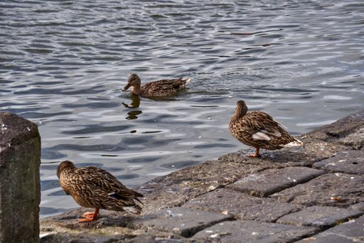 A closeup shot of ducks standing near the pond at daytime
