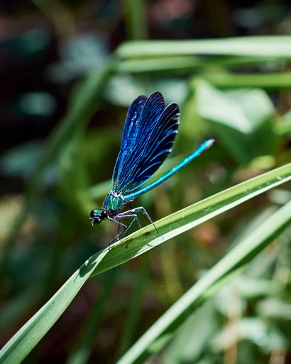 A vertical selective focus shot of a blue damselfly resting on a plant