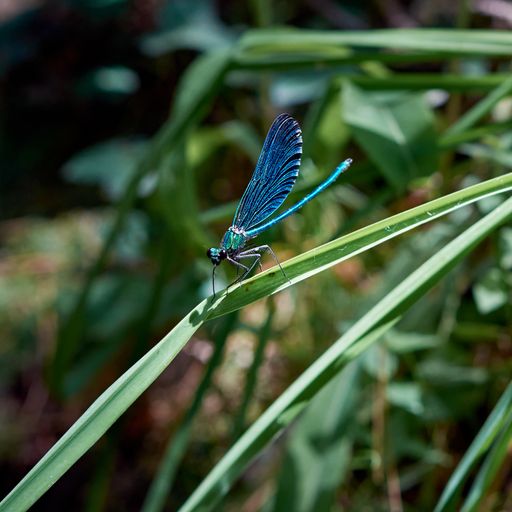 A vertical selective focus shot of a blue damselfly resting on a plant