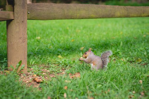 A closeup shot of a squirrel holding a nut while standing on the grass