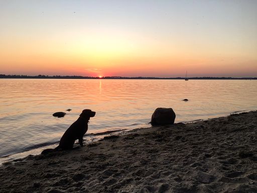 A lonely dog sitting on the beach with the beautiful view of sunset in the background